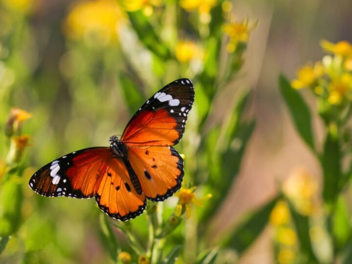 Durée de vie des différentes espèces de papillons