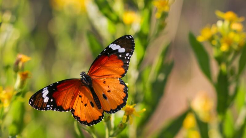 Durée de vie des différentes espèces de papillons