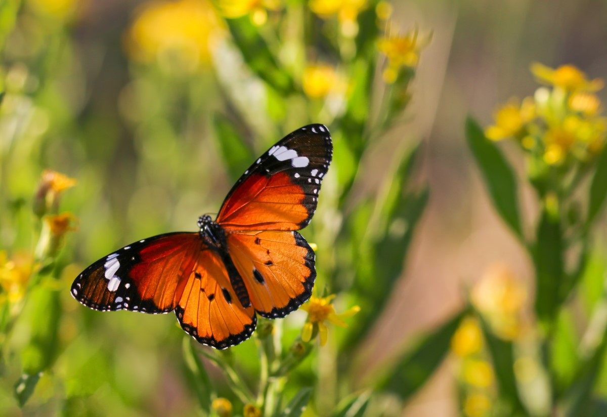 Durée de vie des différentes espèces de papillons