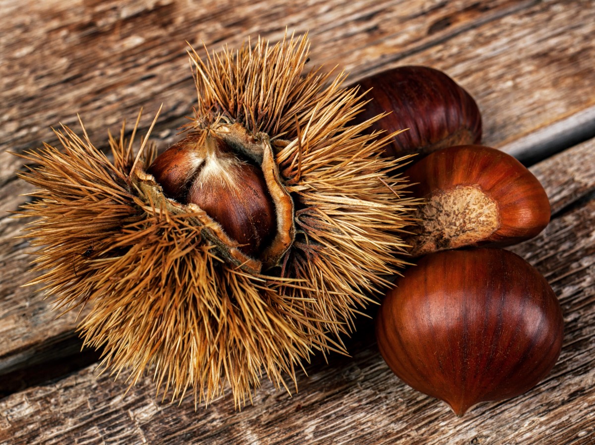 Idées de bricolage avec glands et marrons pour l’automne qui approche