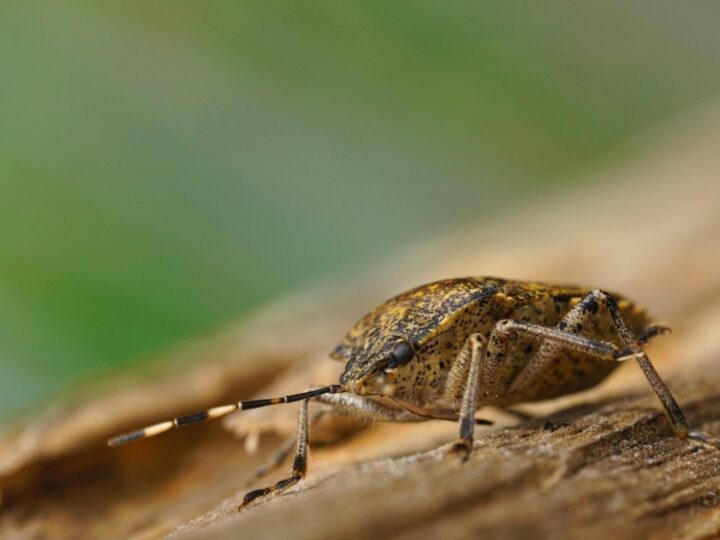 Stratégies efficaces pour éliminer la punaise des bois de votre jardin