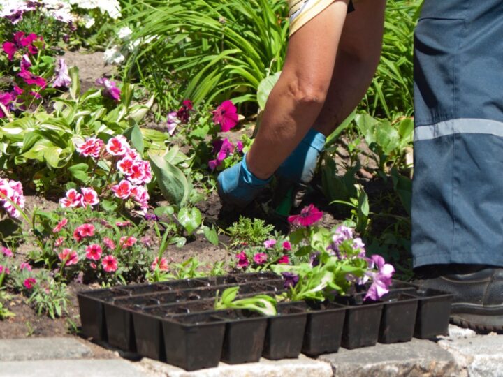 Création de parterre de fleurs : sources d’inspiration et exemples à suivre