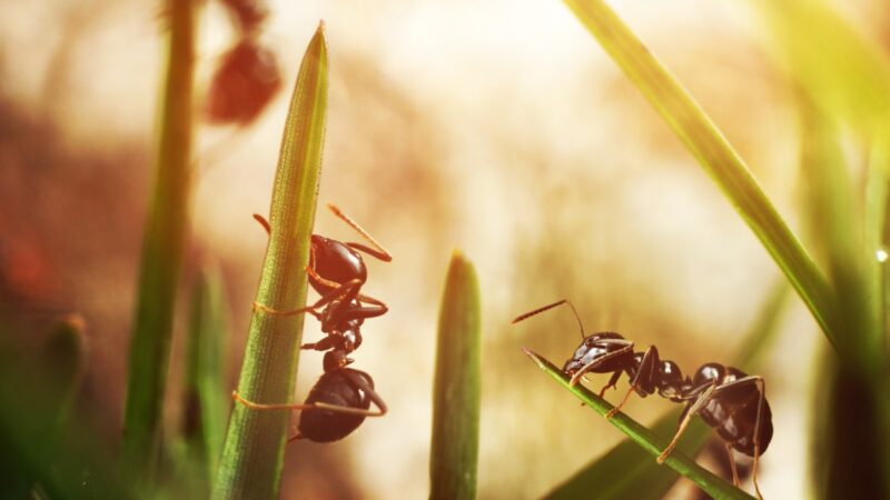 Stratégies pour lutter contre l’invasion de fourmis dans l’espace domestique